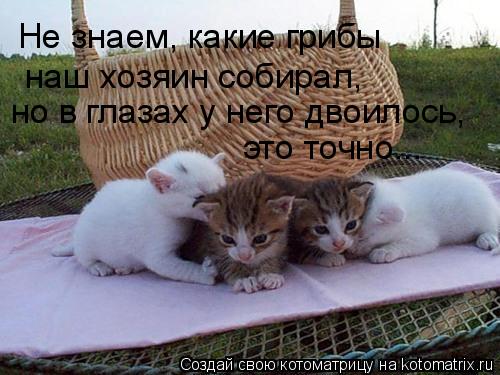 Не знаем, какие грибы наш хозяин собирал, но в глазах у него двоилось, это точно...... Котоматрица: Не знаем, какие грибы наш хозяин собирал, но в глазах у него двоилось, это точно...