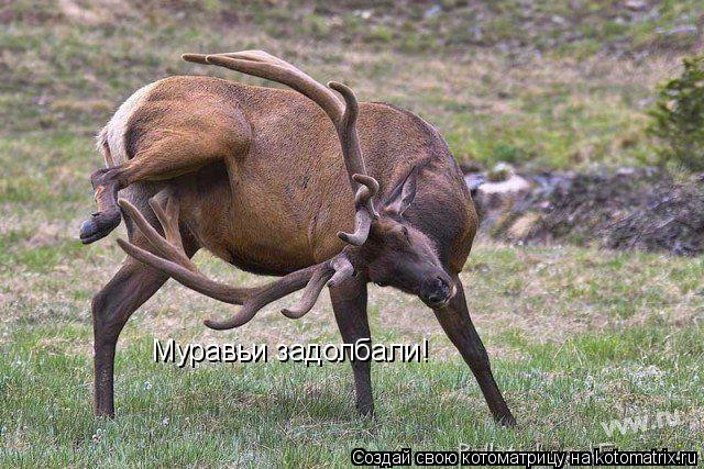 Муравьи задолбали!... Котоматрица: Муравьи задолбали!