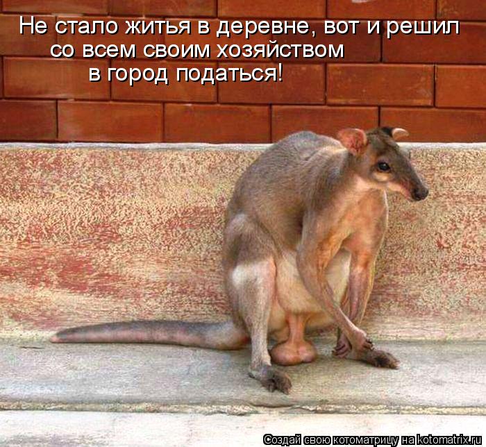 Не стало житья в деревне, вот и решил со всем своим хозяйством в город податься!... Котоматрица: Не стало житья в деревне, вот и решил со всем своим хозяйством в город податься!