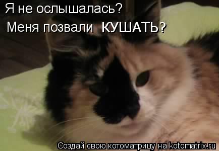 Котоматрица: Я не ослышалась? Меня позвали КУШАТЬ?