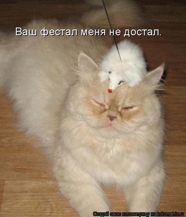 Ваш фестал меня не достал.... Котоматрица: Ваш фестал меня не достал.