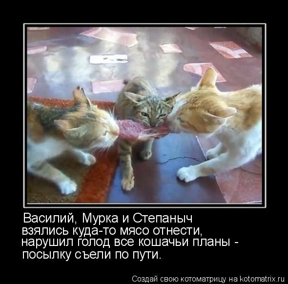 Василий, Мурка и Степаныч взялись куда-то мясо отнести, посылку съели по пути. нарушил голод все коша... Котоматрица: Василий, Мурка и Степаныч взялись куда-то мясо отнести, посылку съели по пути. нарушил голод все кошачьи планы -