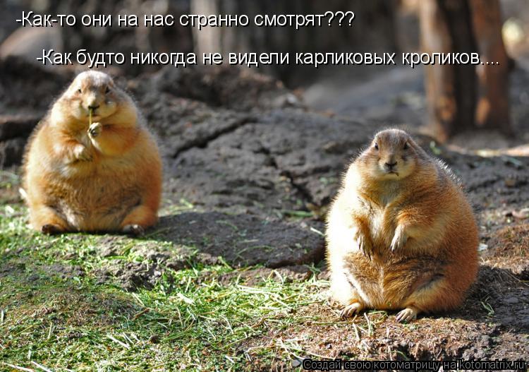 -Как будто никогда не видели карликовых кроликов.... -Как-то они на нас странно смотрят???... Котоматрица: -Как будто никогда не видели карликовых кроликов.... -Как-то они на нас странно смотрят???