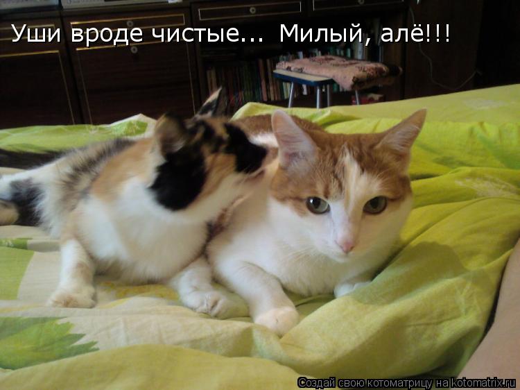 Котоматрица: Уши вроде чистые... Милый, алё!!!