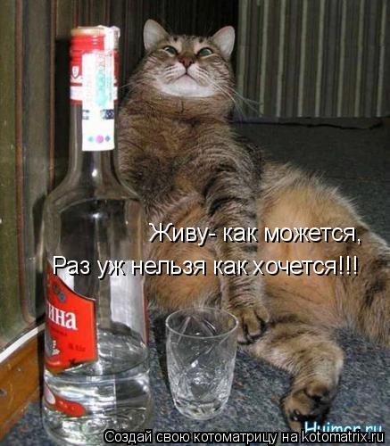 Живу- как можется, Раз уж нельзя как хочется!!!... Котоматрица: Живу- как можется, Раз уж нельзя как хочется!!!