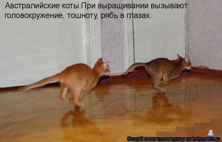 Австралийские коты.При выращивании вызывают головокружение, тошноту, рябь в глазах.... Котоматрица: Австралийские коты.При выращивании вызывают головокружение, тошноту, рябь в глазах.