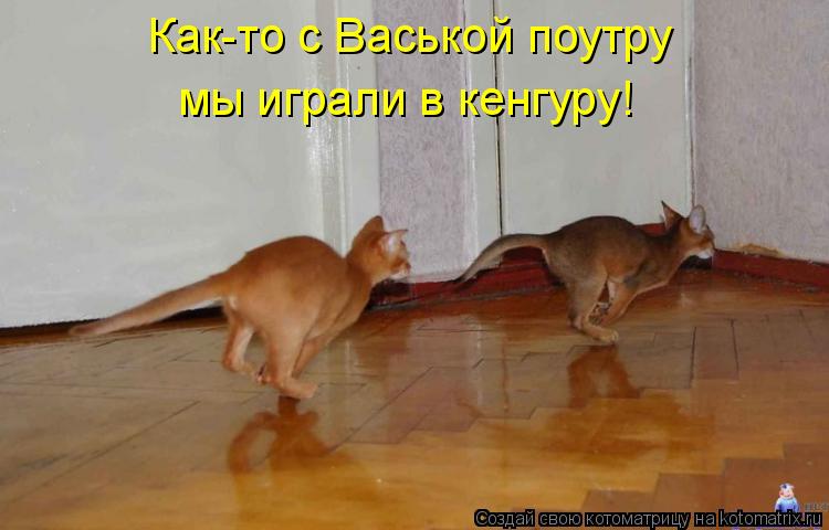 Котоматрица: Как-то с Васькой поутру  мы играли в кенгуру!