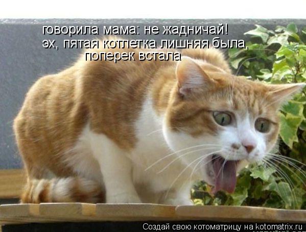 говорила мама: не жадничай! эх, пятая котлетка лишняя была, поперек встала... Котоматрица: говорила мама: не жадничай! эх, пятая котлетка лишняя была, поперек встала