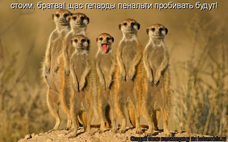 стоим, братва! щас гепарды пенальти пробивать будут!... Котоматрица: стоим, братва! щас гепарды пенальти пробивать будут!