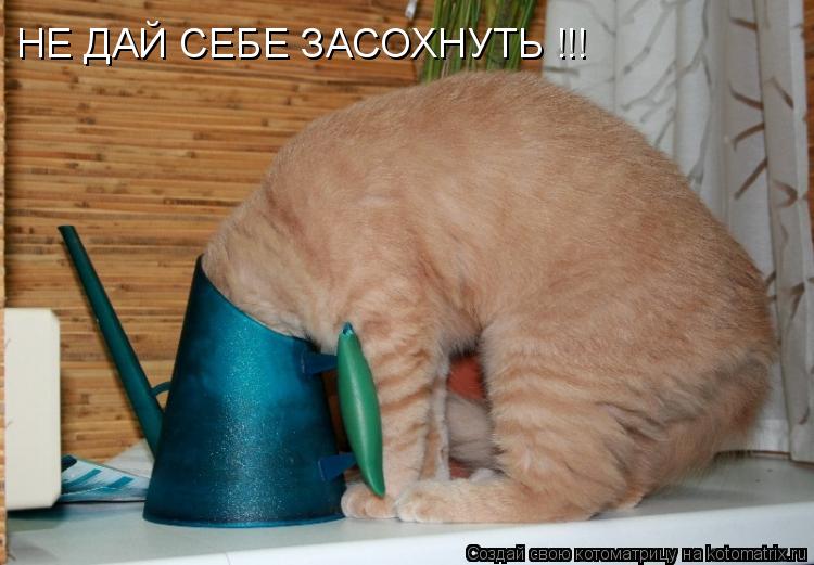 НЕ ДАЙ СЕБЕ ЗАСОХНУТЬ !!!... Котоматрица: НЕ ДАЙ СЕБЕ ЗАСОХНУТЬ !!!