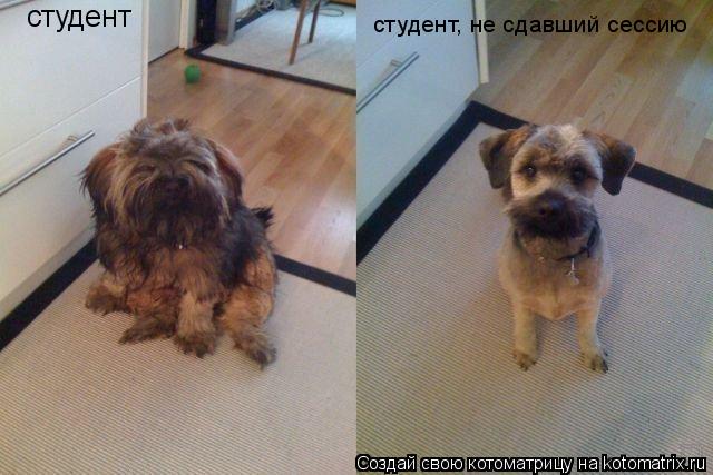 студент студент, не сдавший сессию... Котоматрица: студент студент, не сдавший сессию