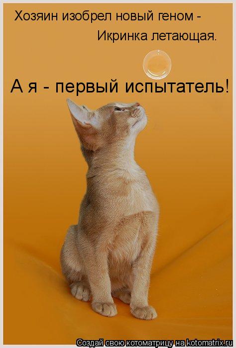 Хозяин изобрел новый геном - Икринка летающая. А я - первый испытатель!... Котоматрица: Хозяин изобрел новый геном - Икринка летающая. А я - первый испытатель!