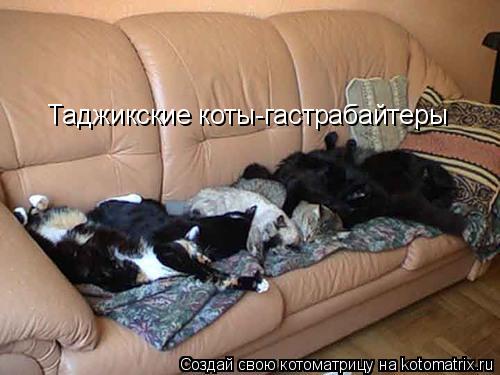 Таджикские коты-гастрабайтеры... Котоматрица: Таджикские коты-гастрабайтеры