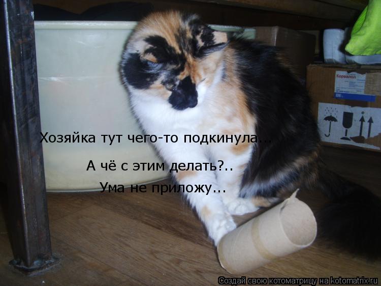 Котоматрица: Хозяйка тут чего-то подкинула... А чё с этим делать?.. Ума не приложу...