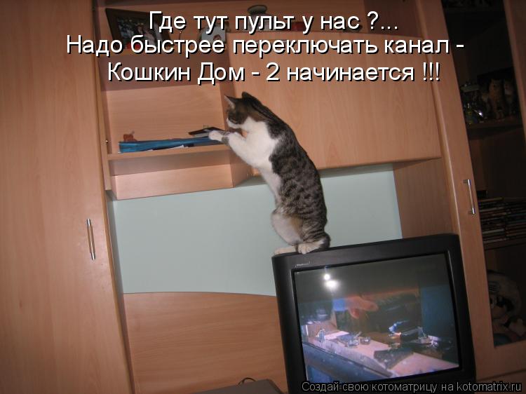 Где тут пульт у нас ?... Надо быстрее переключать канал - Кошкин Дом - 2 начинается !!!... Котоматрица: Где тут пульт у нас ?... Надо быстрее переключать канал - Кошкин Дом - 2 начинается !!!