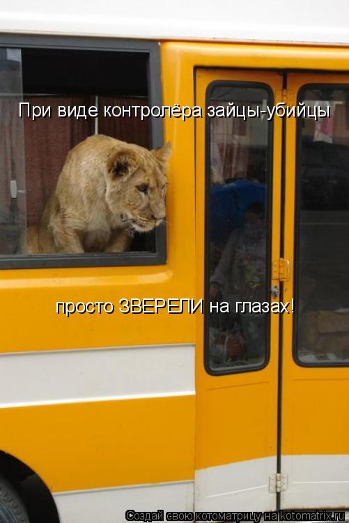 При виде контролёра зайцы-убийцы просто ЗВЕРЕЛИ на глазах!... Котоматрица: При виде контролёра зайцы-убийцы просто ЗВЕРЕЛИ на глазах!
