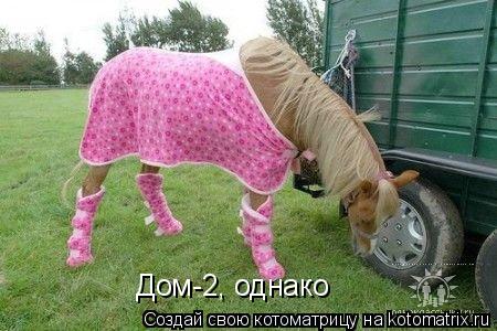 Дом-2, однако... Котоматрица: Дом-2, однако