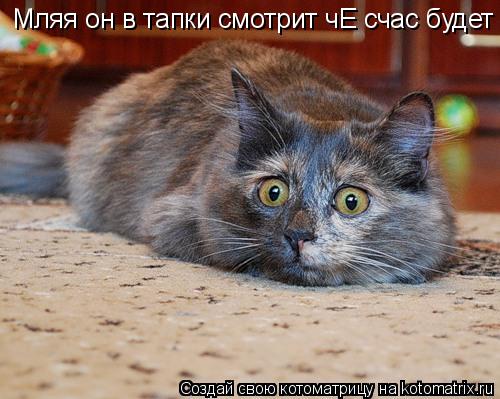 Мляя он в тапки смотрит чЕ счас будет... Котоматрица: Мляя он в тапки смотрит чЕ счас будет