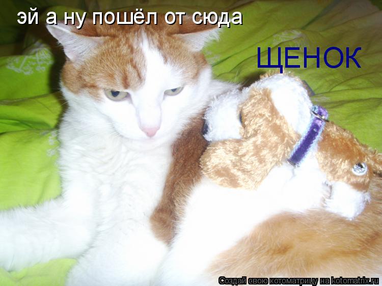 эй а ну пошёл от сюда ЩЕНОК... Котоматрица: эй а ну пошёл от сюда ЩЕНОК