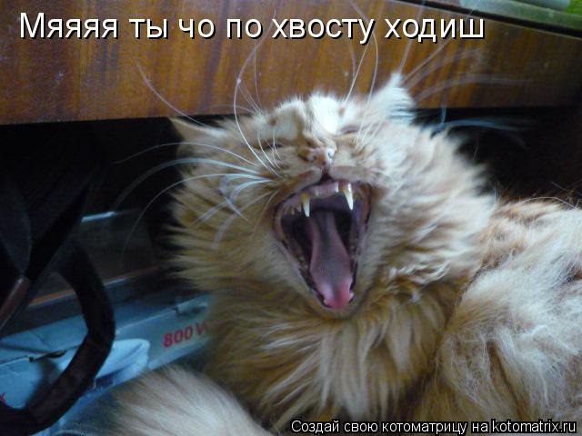 Мяяяя ты чо по хвосту ходиш... Котоматрица: Мяяяя ты чо по хвосту ходиш