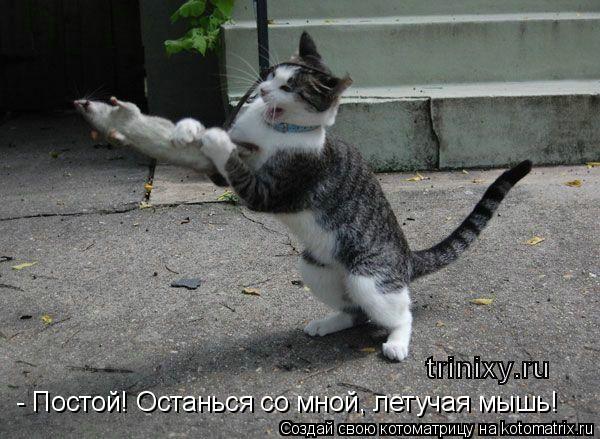 - Постой! Останься со мной, летучая мышь!... Котоматрица: - Постой! Останься со мной, летучая мышь!