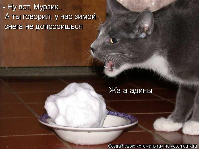 А ты говорил, у нас зимой снега не допросишься - Ну вот, Мурзик.. - Жа-а-адины... Котоматрица: А ты говорил, у нас зимой снега не допросишься - Ну вот, Мурзик.. - Жа-а-адины