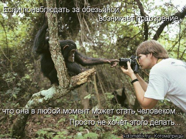 Если понаблюдать за обезьяной, возникает подозрение, что она в любой момент может стать человеком... ... Котоматрица: Если понаблюдать за обезьяной, возникает подозрение, что она в любой момент может стать человеком... Просто не хочет этого делать...
