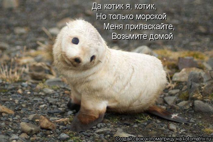 Да котик я, котик, Но только морской Меня приласкайте, Возьмите домой... Котоматрица: Да котик я, котик, Но только морской Меня приласкайте, Возьмите домой
