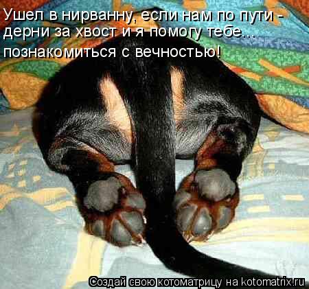 Ушел в нирванну, если нам по пути - дерни за хвост и я помогу тебе... познакомиться с вечностью!... Котоматрица: Ушел в нирванну, если нам по пути - дерни за хвост и я помогу тебе... познакомиться с вечностью!