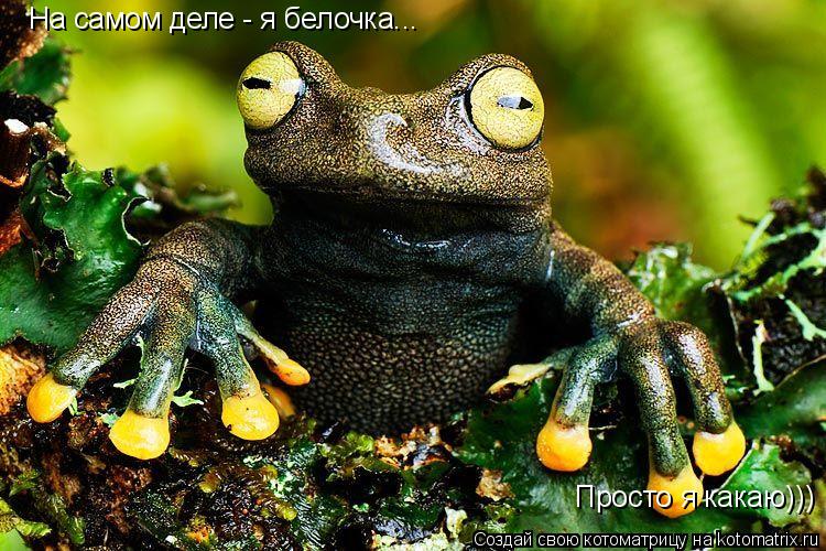 На самом деле - я белочка... Просто я какаю)))... Котоматрица: На самом деле - я белочка... Просто я какаю)))