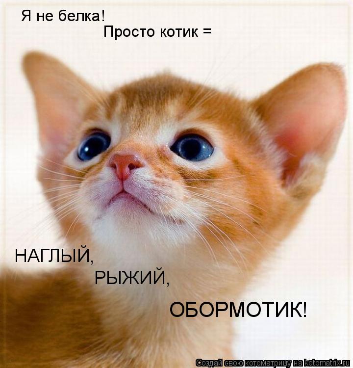 Котоматрица: Я не белка!  Просто котик = НАГЛЫЙ, РЫЖИЙ, ОБОРМОТИК!