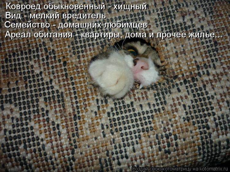 Ковроед обыкновенный - хищный Вид - мелкий вредитель Ареал обитания - квартиры, дома и прочее жилье..... Котоматрица: Ковроед обыкновенный - хищный Вид - мелкий вредитель Ареал обитания - квартиры, дома и прочее жилье... Семейство - домашних любимцев