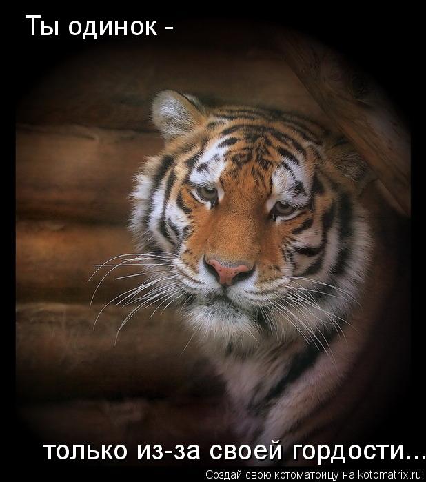 Ты одинок - только из-за своей гордости...... Котоматрица: Ты одинок - только из-за своей гордости...