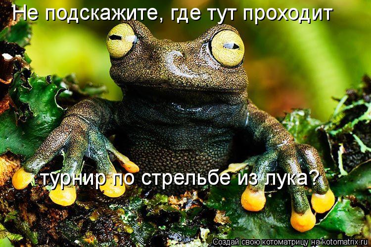 Не подскажите, где тут проходит турнир по стрельбе из лука?... Котоматрица: Не подскажите, где тут проходит турнир по стрельбе из лука?