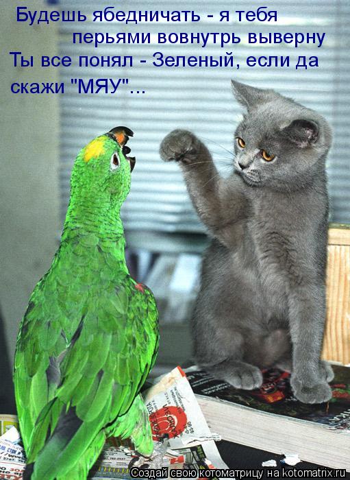 Будешь ябедничать - я тебя перьями вовнутрь выверну Ты все понял - Зеленый, если да скажи "МЯУ"...... Котоматрица: Будешь ябедничать - я тебя перьями вовнутрь выверну Ты все понял - Зеленый, если да скажи "МЯУ"...