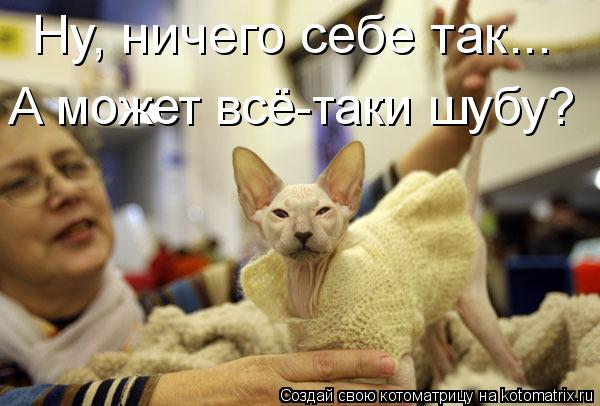 Ну, ничего себе так... А может всё-таки шубу?... Котоматрица: Ну, ничего себе так... А может всё-таки шубу?
