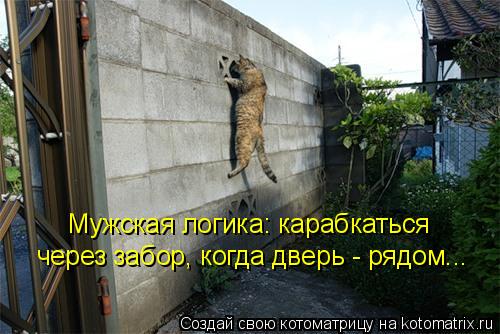 Мужская логика: карабкаться через забор, когда дверь - рядом...... Котоматрица: Мужская логика: карабкаться через забор, когда дверь - рядом...