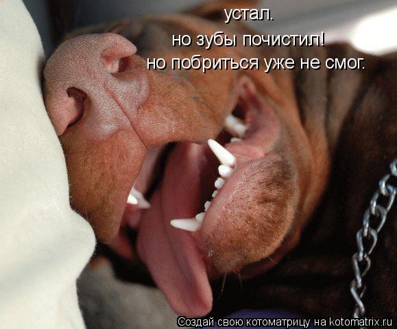 устал. но зубы почистил! но побриться уже не смог.... Котоматрица: устал. но зубы почистил! но побриться уже не смог.