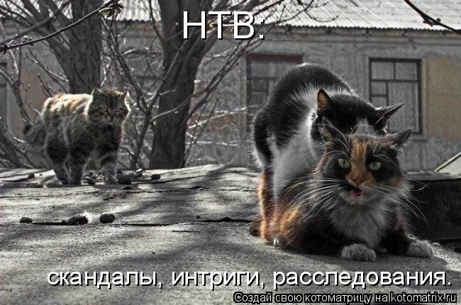 НТВ: скандалы, интриги, расследования.... Котоматрица: НТВ: скандалы, интриги, расследования.