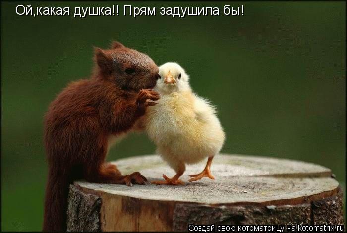 Ой,какая душка!! Прям задушила бы!... Котоматрица: Ой,какая душка!! Прям задушила бы!