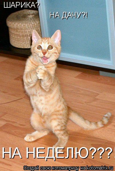 ШАРИКА? НА ДАЧУ?! НА НЕДЕЛЮ???!!!... Котоматрица: ШАРИКА? НА ДАЧУ?! НА НЕДЕЛЮ???!!!