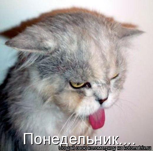Понедельник....... Котоматрица: Понедельник....