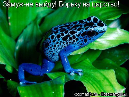 Замуж-не выйду! Борьку на царство!... Котоматрица: Замуж-не выйду! Борьку на царство!