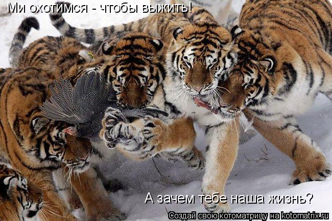 Ми охотимся - чтобы выжить! А зачем тебе наша жизнь?... Котоматрица: Ми охотимся - чтобы выжить! А зачем тебе наша жизнь?