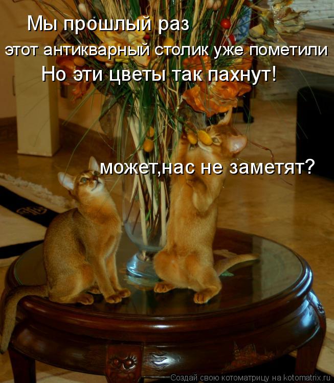 Мы прошлый раз этот антикварный столик уже пометили Но эти цветы так пахнут! может,нас не заметят?... Котоматрица: Мы прошлый раз этот антикварный столик уже пометили Но эти цветы так пахнут! может,нас не заметят?