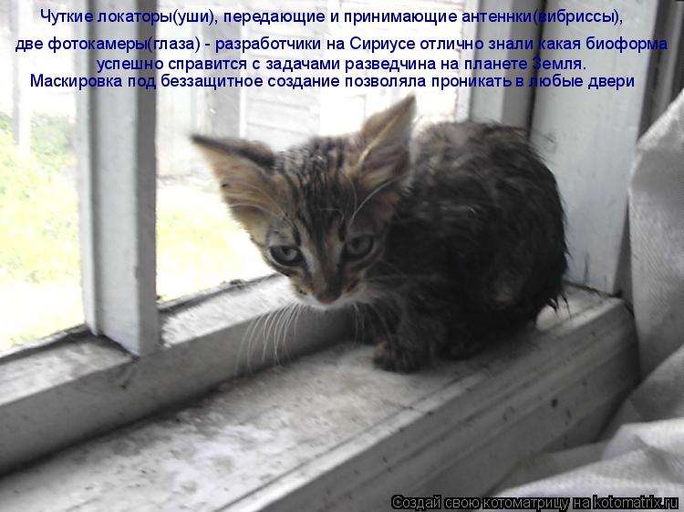 две фотокамеры(глаза) - разработчики на Сириусе отлично знали какая биоформа успешно справится с зад... Котоматрица: две фотокамеры(глаза) - разработчики на Сириусе отлично знали какая биоформа успешно справится с задачами разведчина на планете Земля. Чут