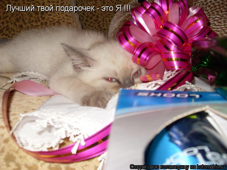 Лучший твой подарочек - это Я !!!... Котоматрица: Лучший твой подарочек - это Я !!!