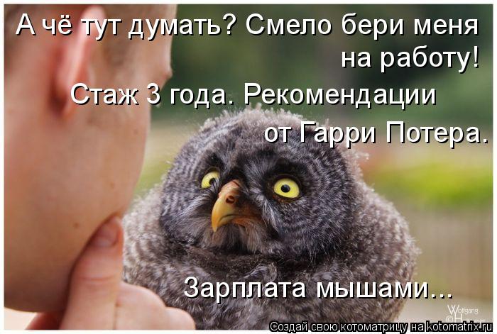 А чё тут думать? Смело бери меня на работу! Стаж 3 года. Рекомендации от Гарри Потера. Зарплата мыш... Котоматрица: А чё тут думать? Смело бери меня на работу! Стаж 3 года. Рекомендации от Гарри Потера. Зарплата мышами...