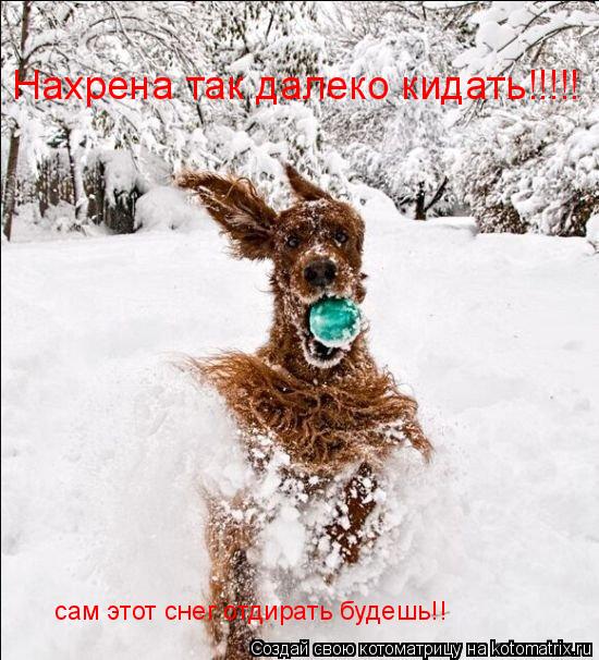 Нахрена так далеко кидать!!!!! сам этот снег отдирать будешь!!... Котоматрица: Нахрена так далеко кидать!!!!! сам этот снег отдирать будешь!!