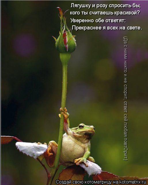 Лягушку и розу спросить бы, кого ты считаешь красивой? Уверенно обе ответят: Прекраснее я всех на све... Котоматрица: Лягушку и розу спросить бы, кого ты считаешь красивой? Уверенно обе ответят: Прекраснее я всех на свете. (Да с ними никто и не спорит, ответ се